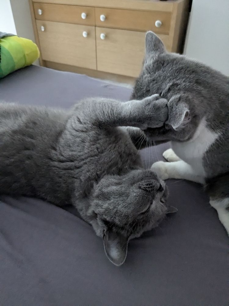 Zwei britisch Kurzhaar schmusen auf dem Bett 