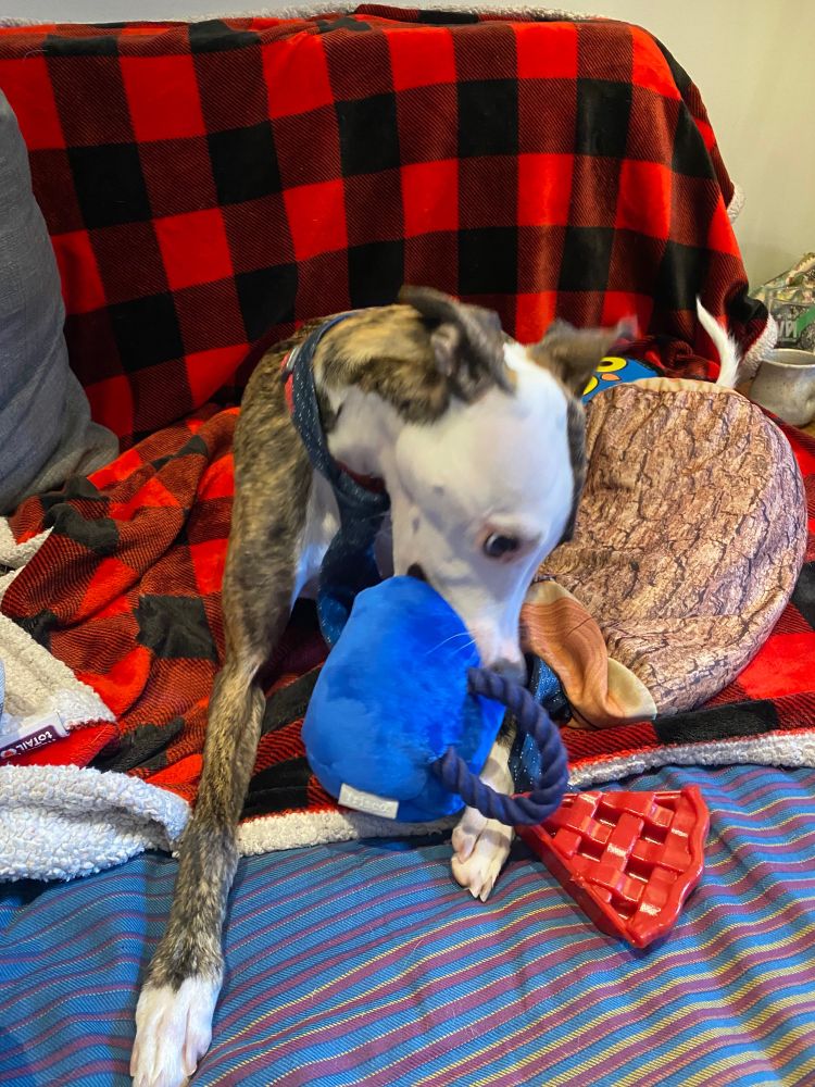 A brindled whippet with a white face plays on a red plaid blanket. He is wearing a tie, chewing on a damn fine cup of coffee stuffie, and has a log pillow and a “slice of cherry pie” bone.
