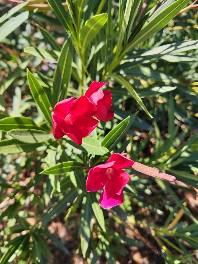 Un arbusto de flores rojas