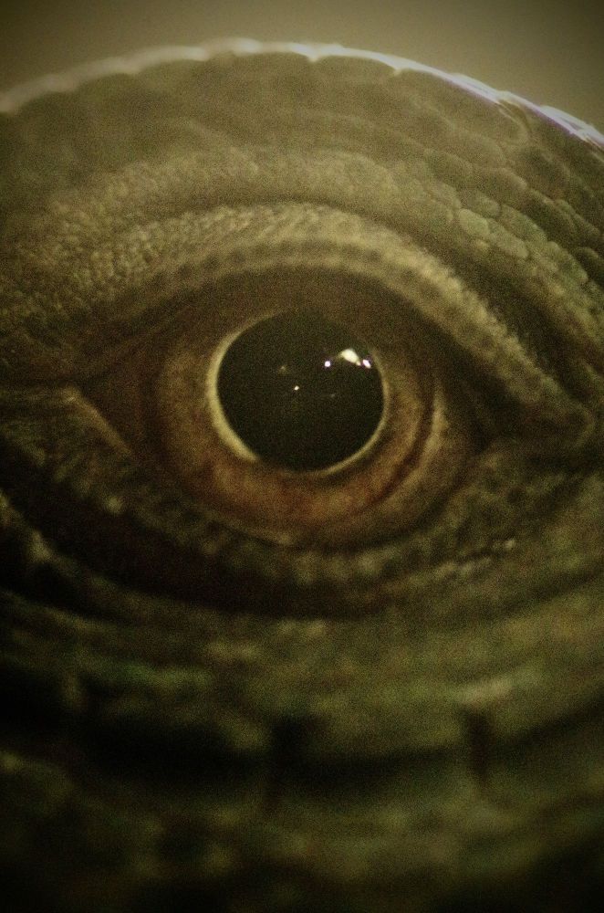 爬虫類の眼です。ガラス越しなので荒いです。こっそりと、いろんな生き物の眼も撮影してるので近いうち機会があれば…