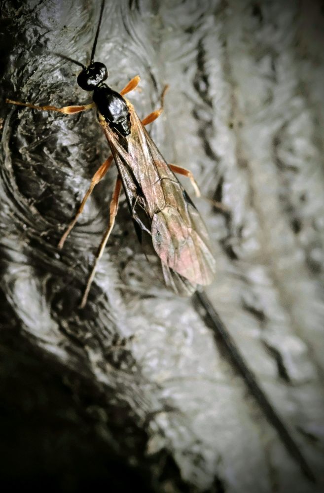 お尻にでっかい針を付けてる虫です。昔は「お注射しちゃうぞ」って言ったら、これぐらい太い注射針をイメージしたものですが、現代の針は技術の進歩でもっとコンパクトだと思われます。それにしてもでっかいねー