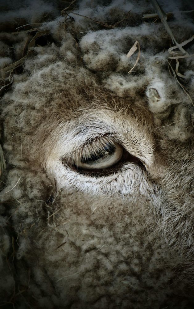 ひつじの眼です。詳しい種類はわかりません。こんなアップ写真ばっかり撮ってると、全く何の何なのかわかんなくなる写真がたくさんあります。コレはわかりやすくて良かった。