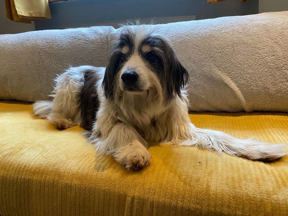 Jack a hirsute and stubborn looking collie cross 