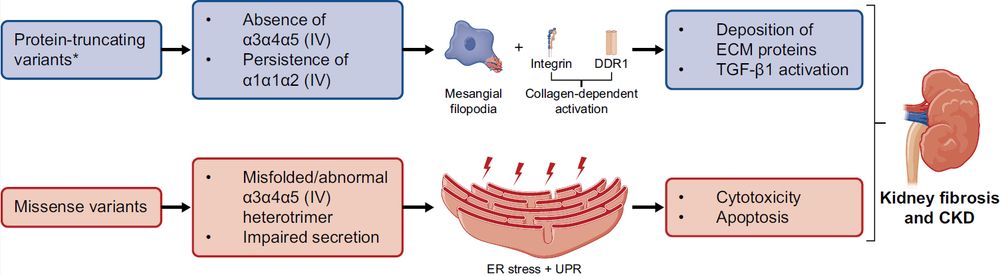 Figure 1 for "Genotype-Based Molecular Mechanisms in Alport Syndrome."