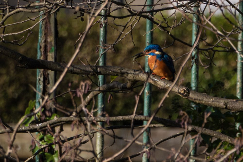 A kingfisher perched on a branch with a fish in its beak. 