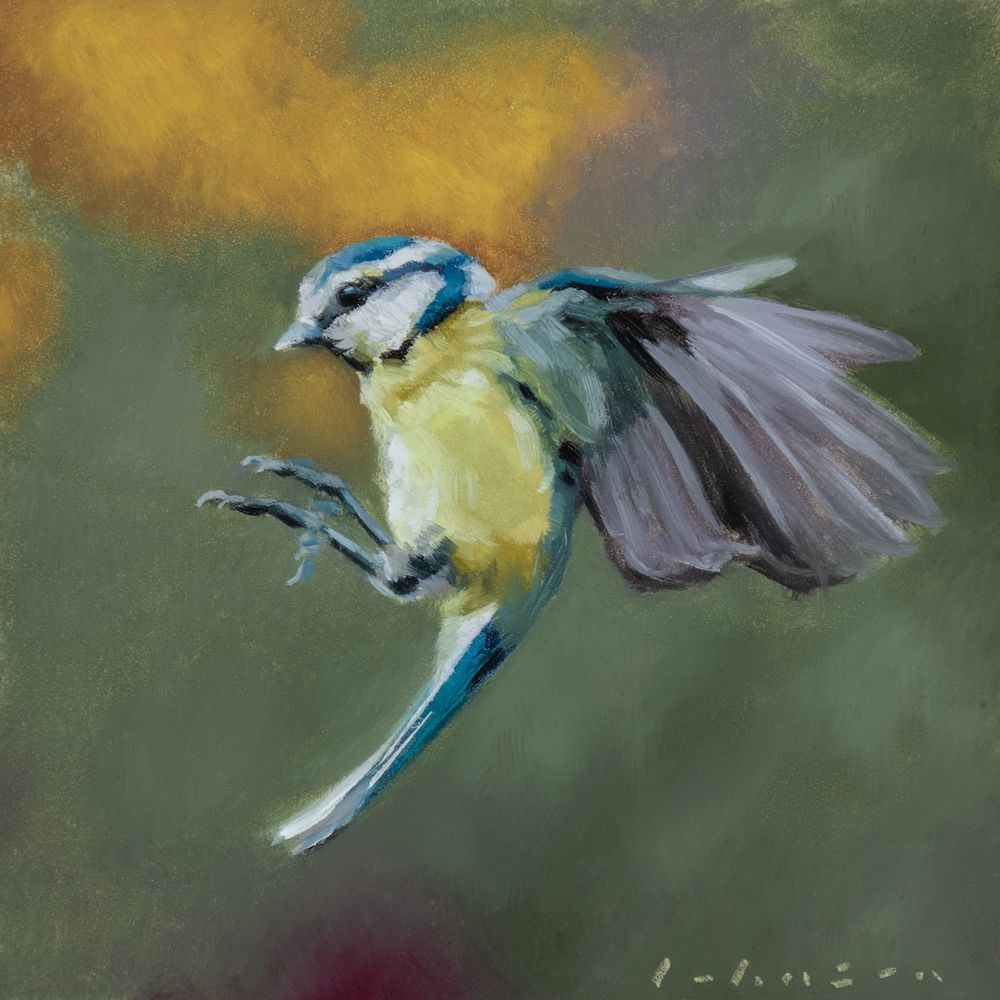 Blue Tit in Flight - Oils on 6x6" panel.