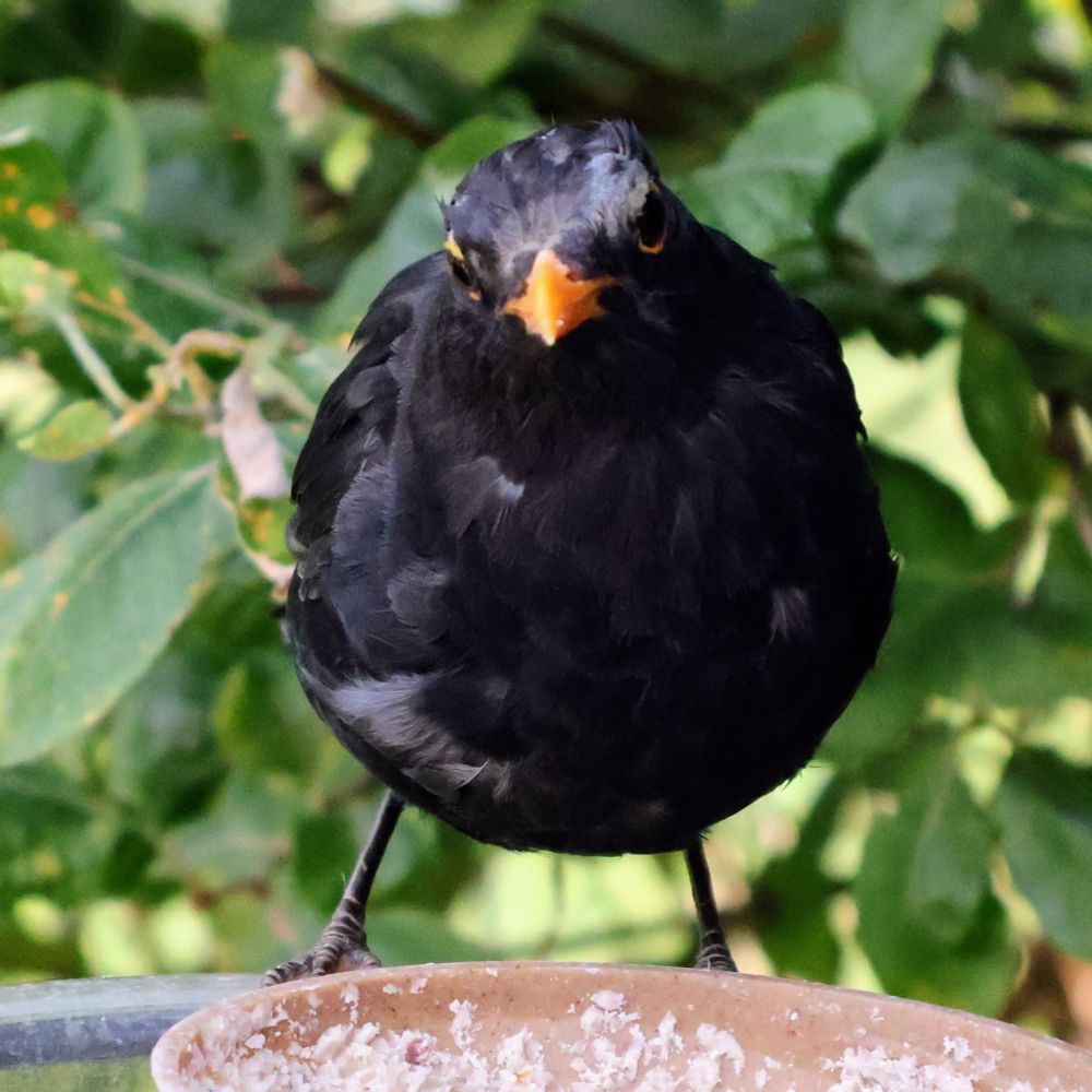 Front view of a male blackbird looking very circular!