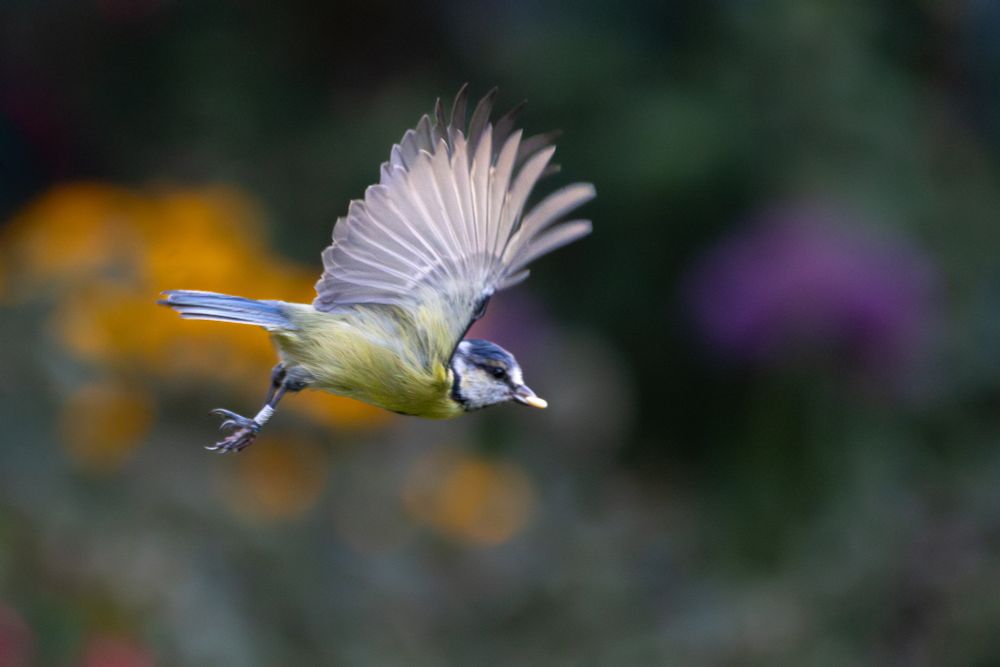 A blue tit in flight with wings spread, and a sunflower seed in its beak.