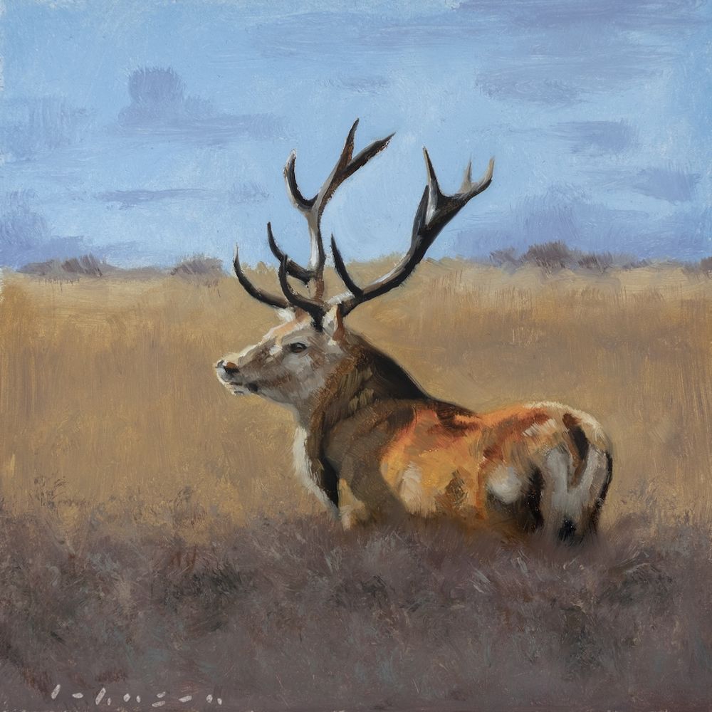Oil painting of a stag by Dan Johnson.