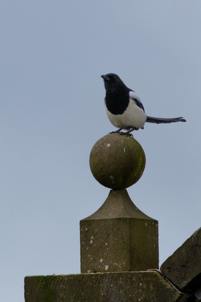 A magpie perched on top of a spherical stone roof ornament.