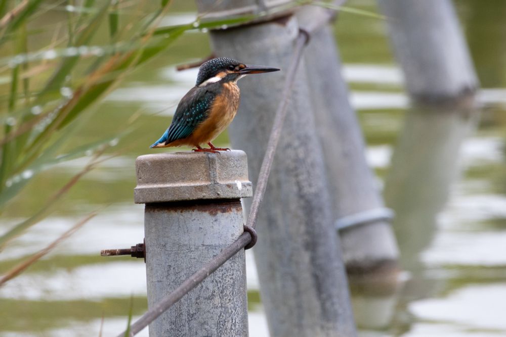 A kingfisher perched on a post above a pond.