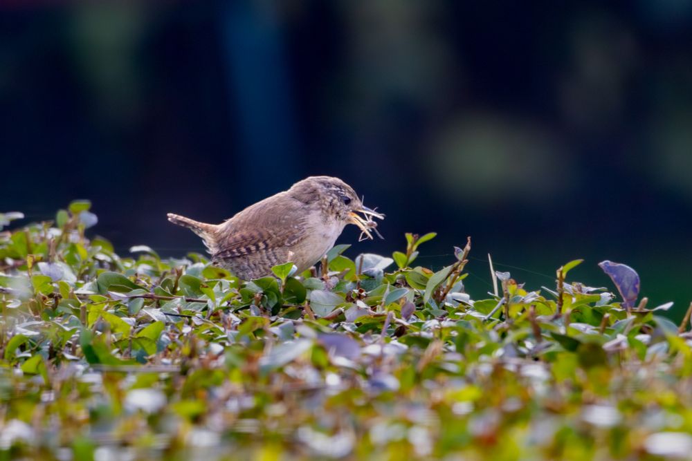 A wren perched on a hedge with a spider in its beak