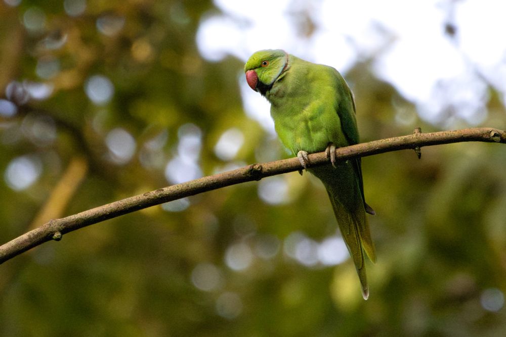 A bright green parakeet with a red beak and a faint pink neck ring perches on a thin branch, tilting its head inquisitively against a blurred backdrop of green foliage.
