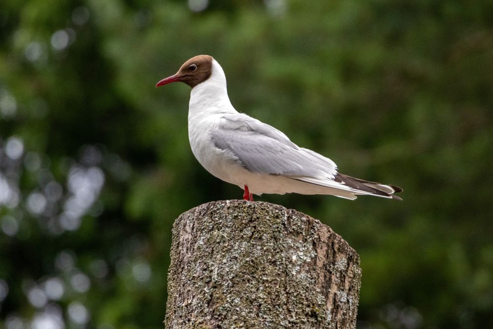 Photo of a black-headed gull standing on top of a tree stump with green leaves in the background. Photo by Dan Johnson.