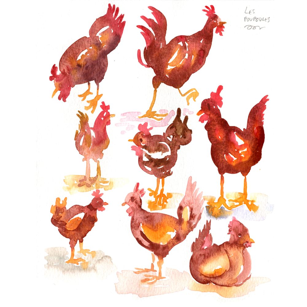 plusieurs croquis à l’aquarelle de poules multicolores, dans différentes positions dynamiques et des couleurs vives et chaudes ; l’intérêt de l’exercice est de tester différents fondus de couleurs : nets, plus progressifs, on voit parfois des auréoles indiquant que la peinture a eu des “accidents” lors du séchage.