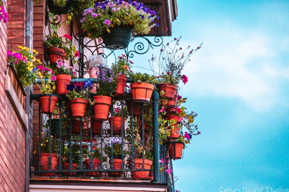 a second story balcony with numerous flower pots attached to the railing at various heights. The brick wall, terra-cotta pots and green plants contrast nicely against the blue sky above. A white haired caretaker can be seen through the pots and plants, tending to her two chair apartment balcony. Where there's a will, there's a way