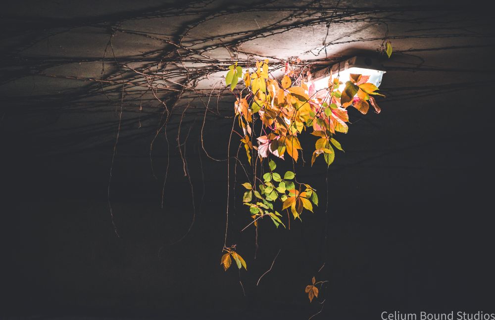 A close up of the vines growing around the light including leaves hang down from it. 