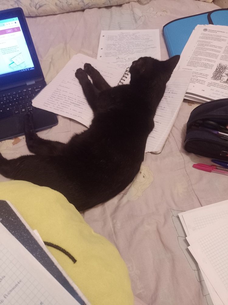 My black cat sleeping comfortably on top of all my papers and stuff I'm using to study