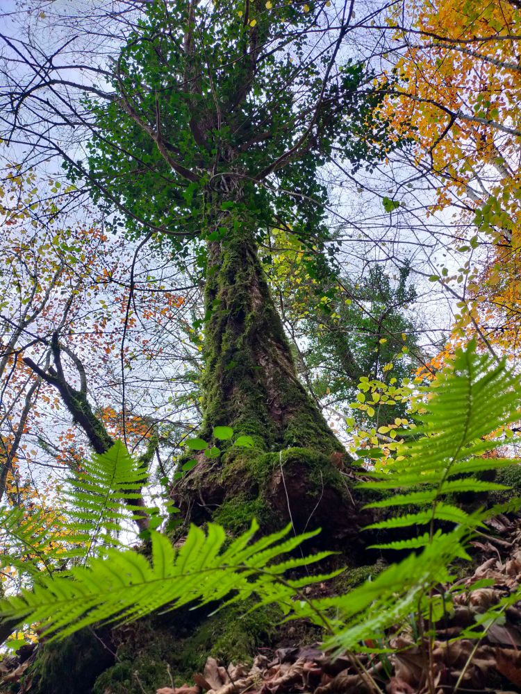 Un arbre sans feuille couvert de lianes de lierre qui remplace son feuillage, de la mousse partout sur le tronc et les lianes. Au pied, un trou et une fougère prise en photo par en dessous. En haut à droite, des branches fines encore recouvertes de feuilles dorées et jaunes orangées. Le ciel est quasi blanc est constellé de fins branchages des arbres alentours.