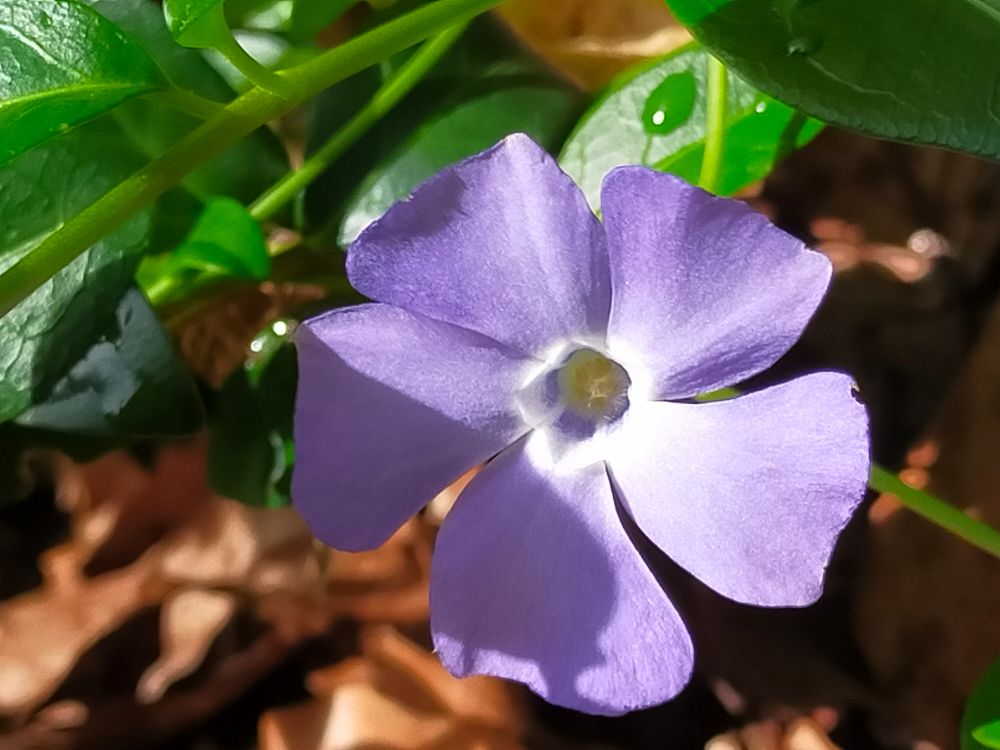 Pervenche violette à 5 pétales qui ressemble a une hélice qui tourne vers la gauche. Un rayon de soleil vient l'éclairer par la gauche. Des résidus d'eau sur le feuillage vers intense indique qu'il a plu il n'y a pas longtemps 