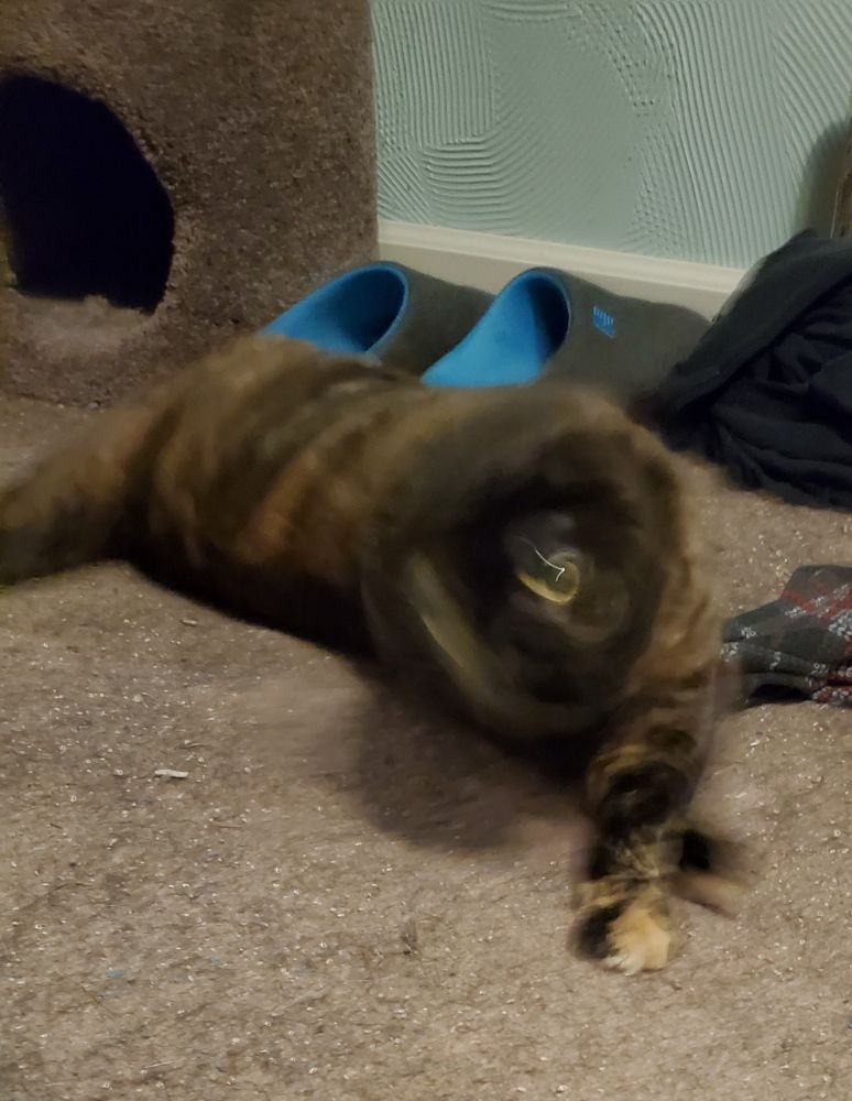 A tortishell/tortie cat in motion, its form distorted and blurred. There are slippers and a cat tree behind it. Unblurred.