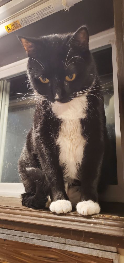 A very handsome tuxedo cat sitting on a windowsill, looking down.