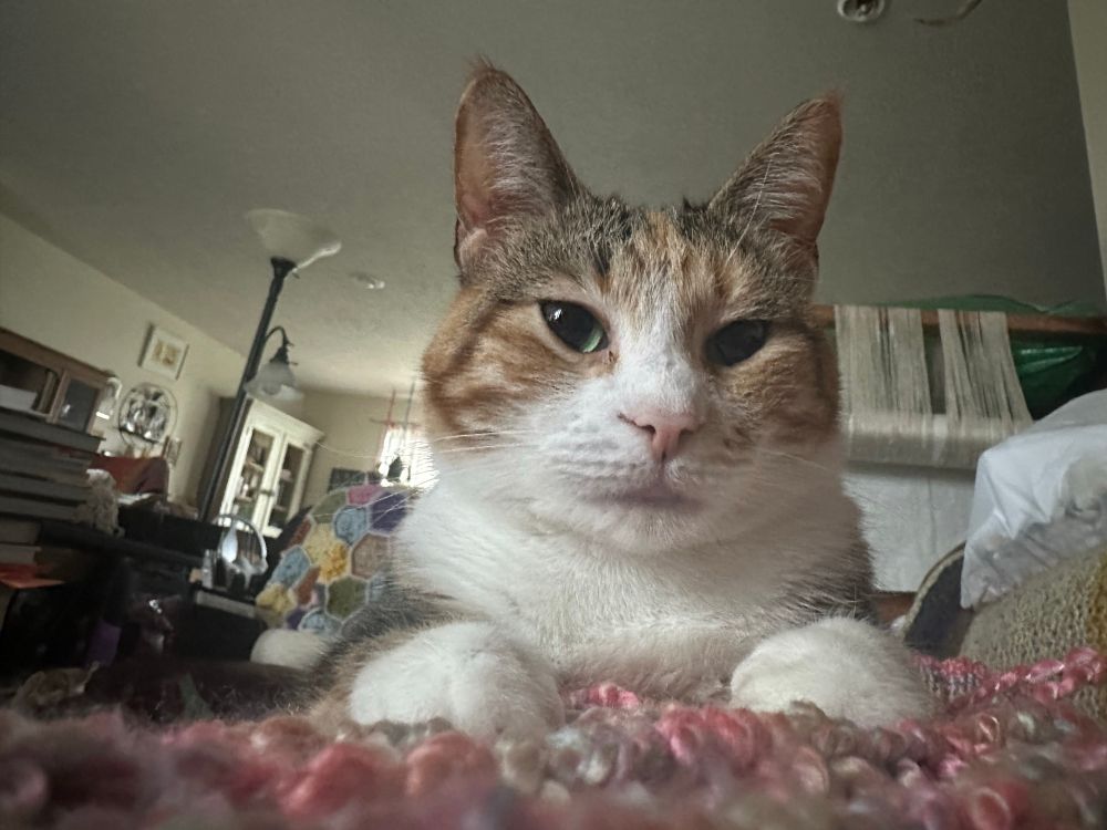 Image of Scooby staring at me from directly in front of my nose
