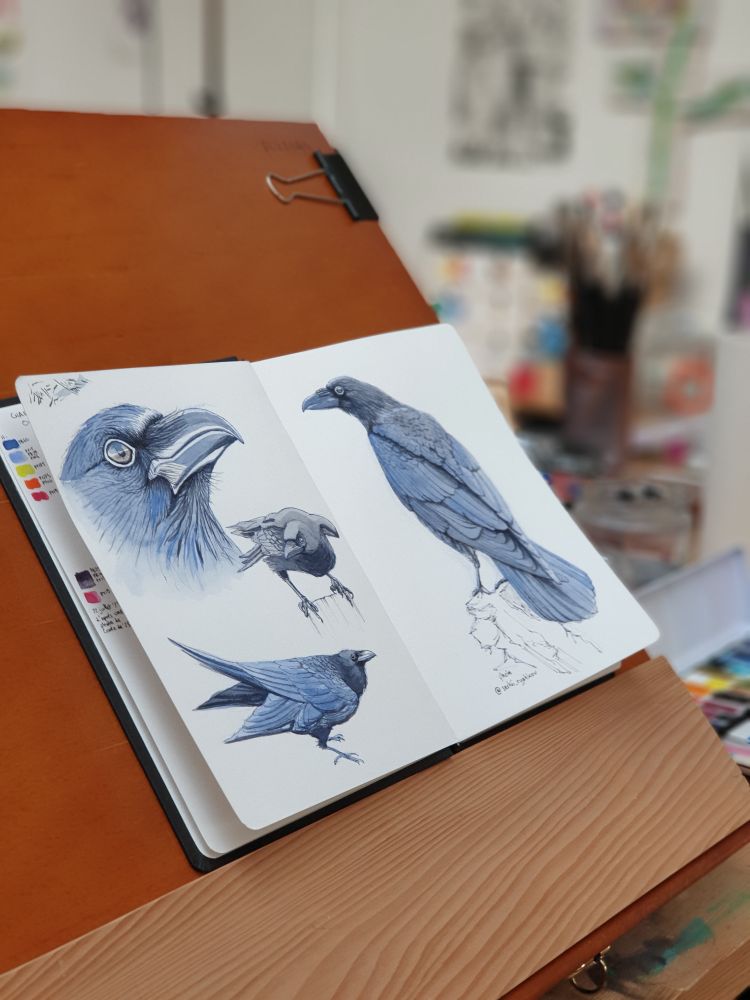 Raven studies in ink and watercolor in a sketchbook