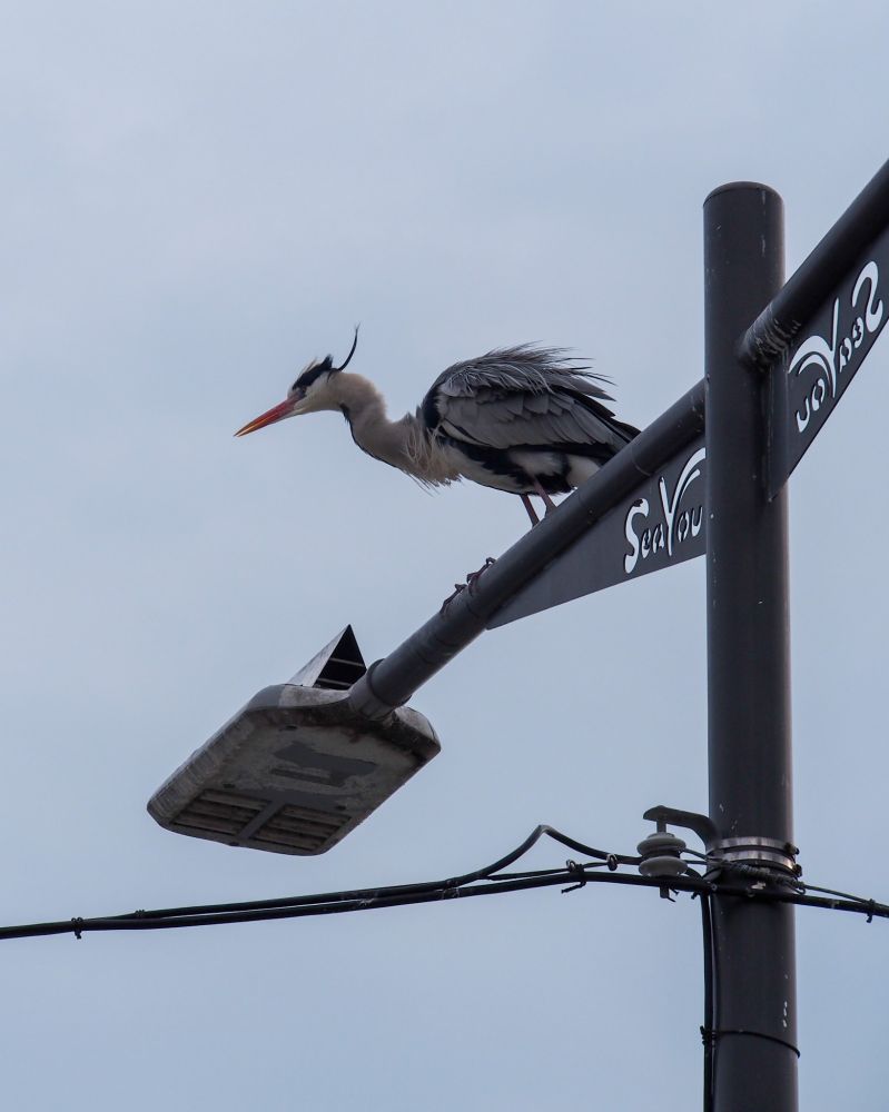 Photography of an heron on a lamp.

