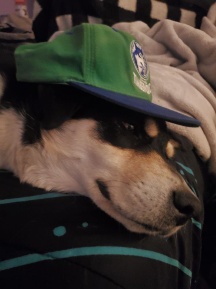 Eyebrows dog "wearing" a Minnesota Timberwolves hat