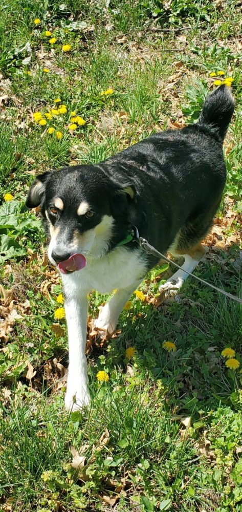 Eyebrows dog with tongue out walking towards camera