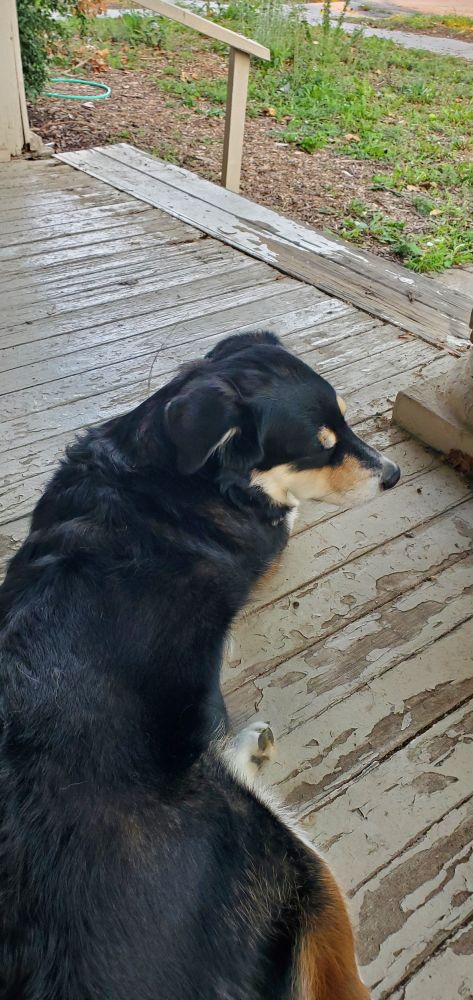 Hound lounging on a porch
