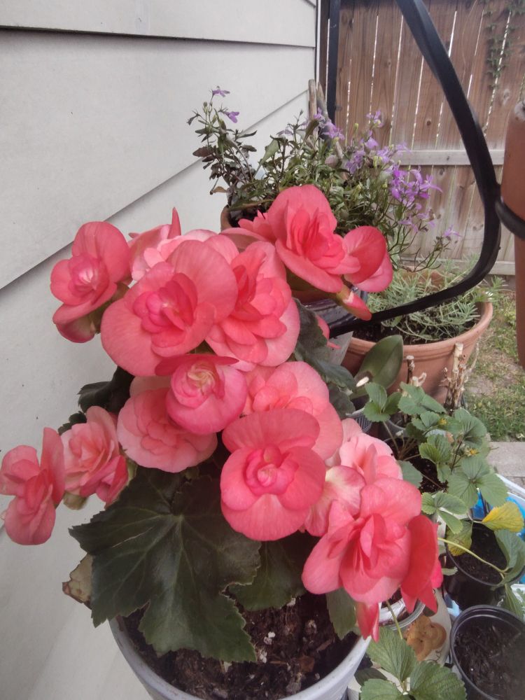 Salmon pink begonia blossoms and tiny purple lobelia flowering in the background on a curved table wrought iron plant hanger. 