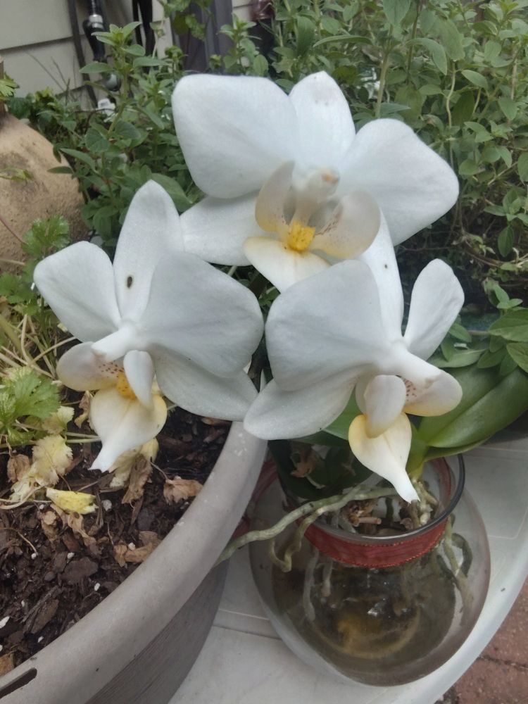 A white orchid blooming among potted herbs.