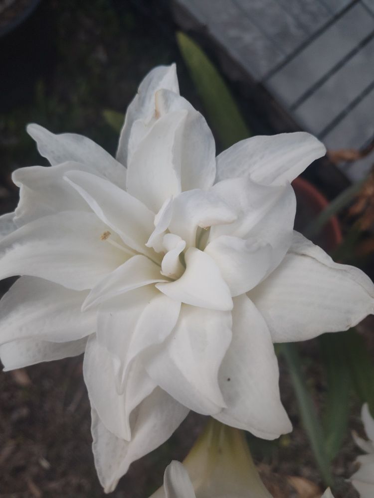 A many-petalled white rose in full bloom.