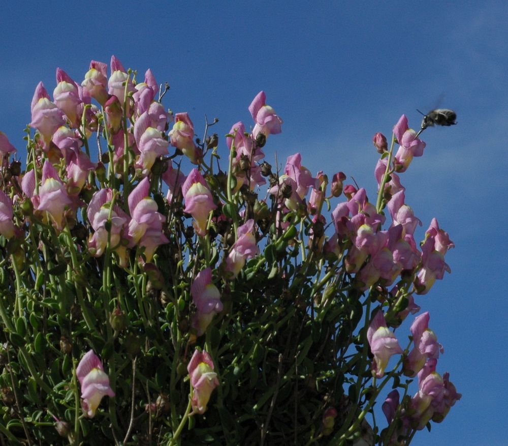 Flowers of endemic snapdragon Antirrhinum charidemi approached by a pollinator bee, Anthophora dispar.
