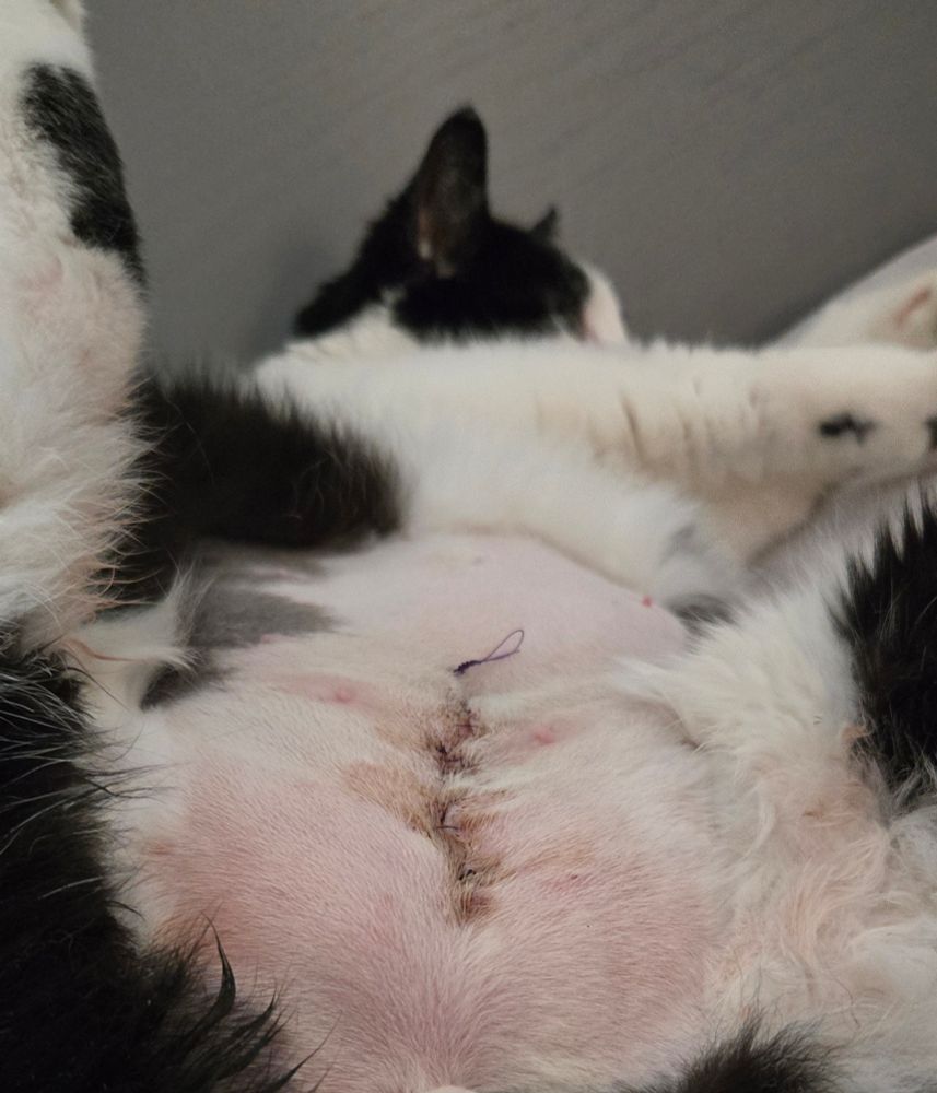 A cat, who had kidney stones removed, showing sutures and a shaved belly. (SFW)