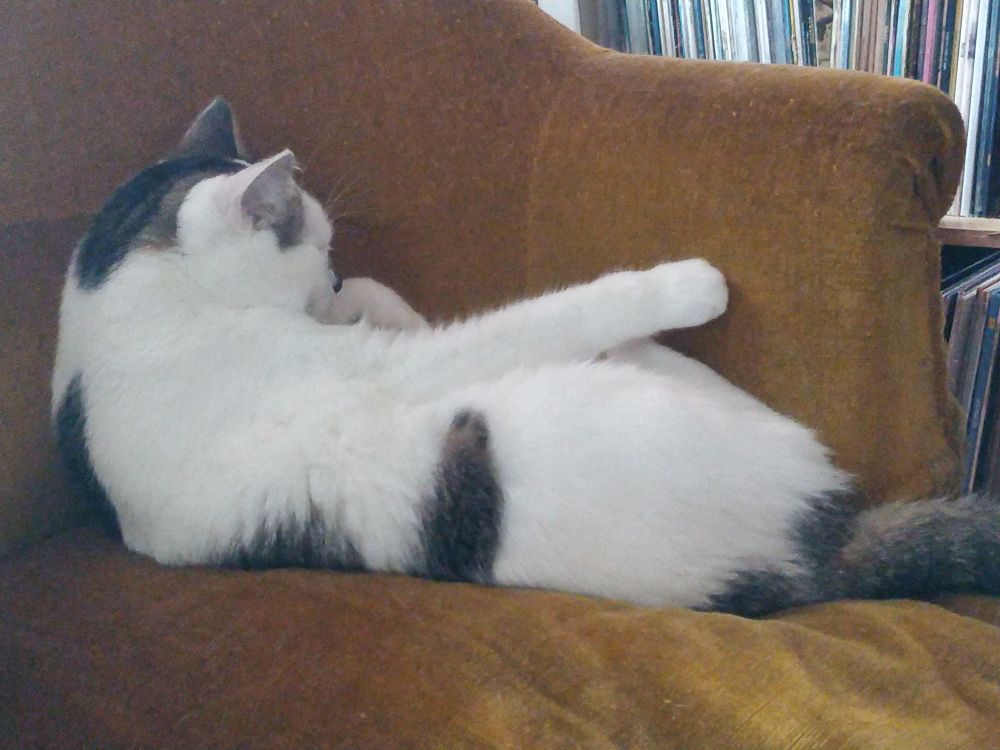 La Pilou (mon chat, la plus belle) qui dort allongé sur le dos sur un fauteuil 