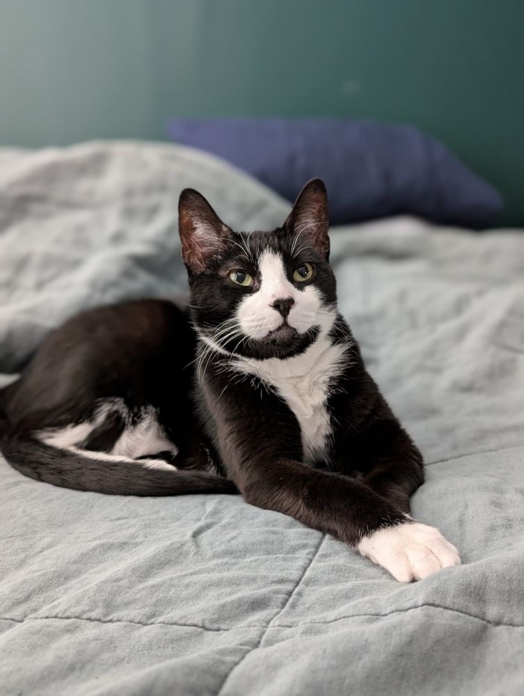 Tuxedo Cat Louis laying on a bed
