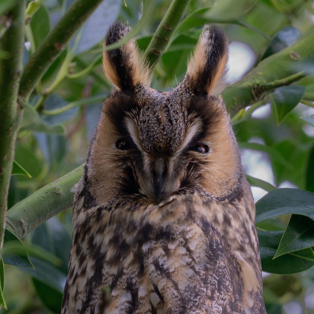 Porträt einer Waldohreule, drum herum Blätter.