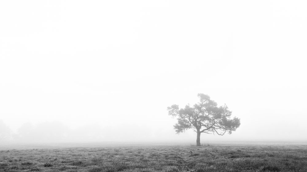 Schwarz-weiß Aufnahme von einem Baum im Nebel.
