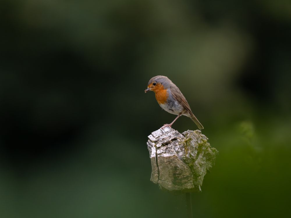 Das Bild zeigt ein Rotkehlchen, das auf einem Holzstück sitzt. Der Vogel hat ein auffälliges orangefarbenes Gefieder an der Brust und ein ansonsten braun-graues Federkleid. Er blickt leicht nach unten und hält etwas Kleines, wahrscheinlich ein Insekt, im Schnabel. Der Hintergrund ist sehr unscharf und in dunklem Grün gehalten.