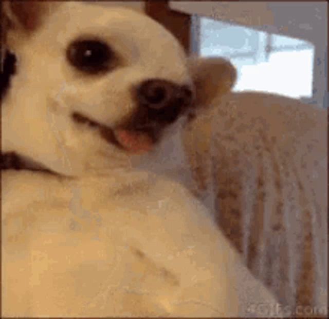 a small white dog is sitting on a couch looking at the camera .