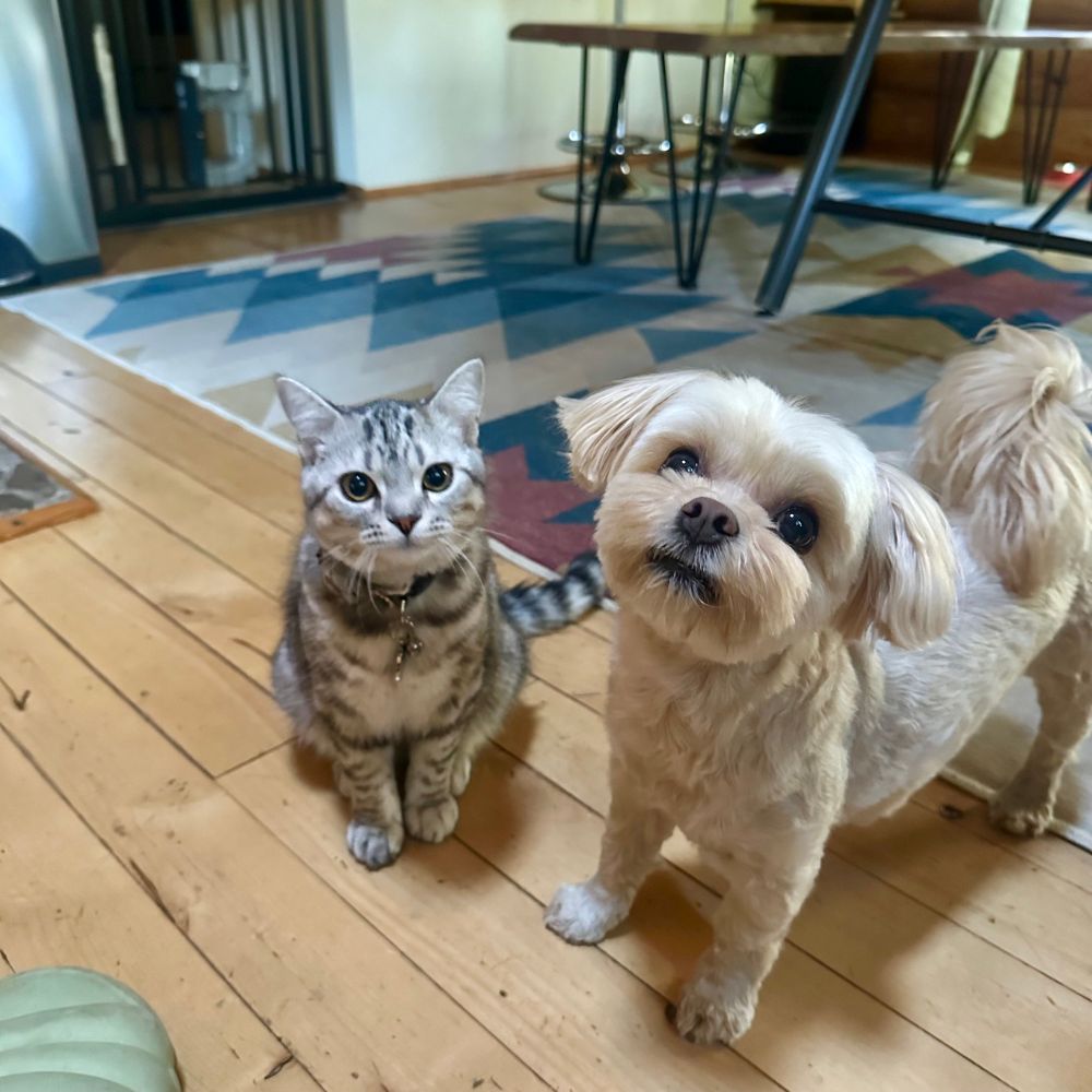 British shorthair cat with a freshly groomed shihtzu bichon frise cross dog, both looking directly at the camera