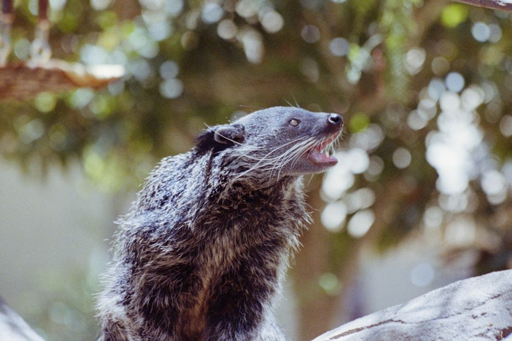 A bearcat munching on some food and looking towards the right.