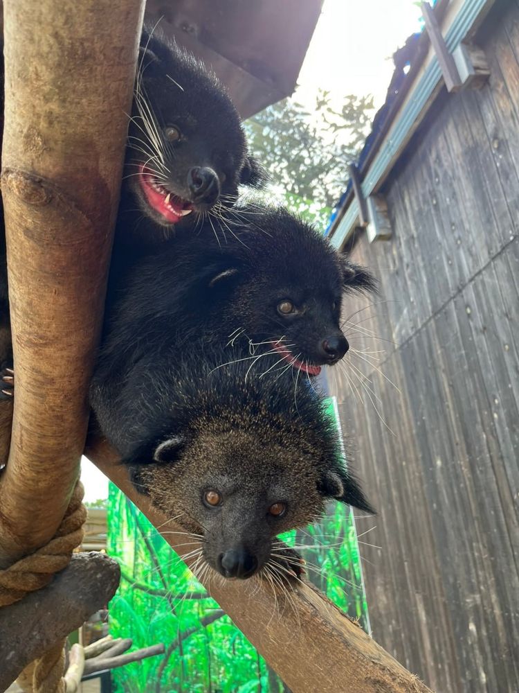 This picture of three bearcats just chilling is here to just off set the mood.