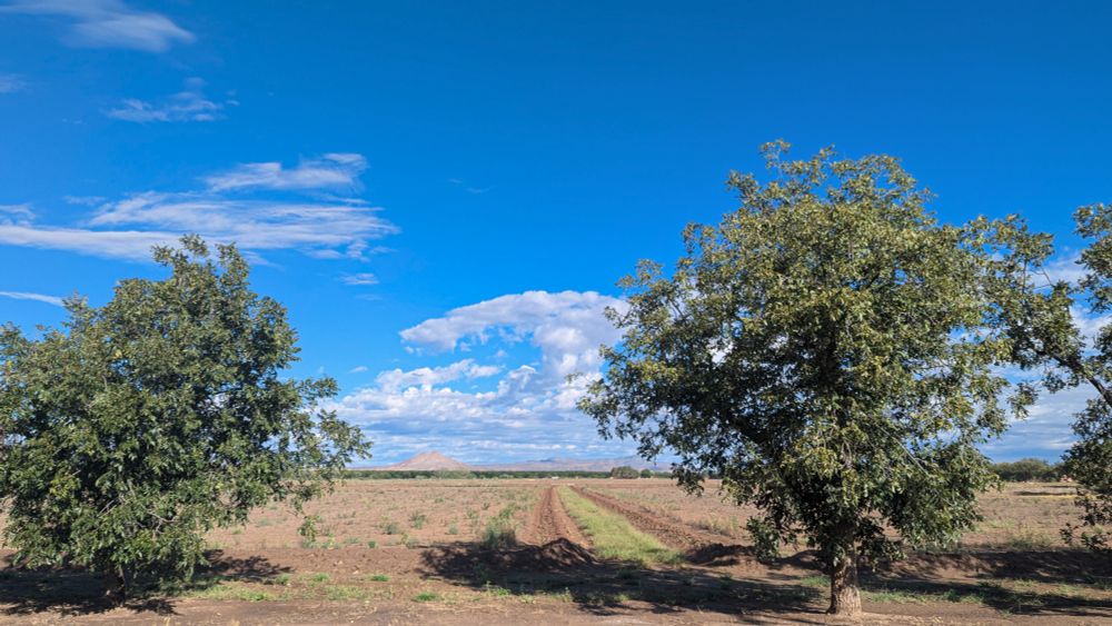 Two large trees flanking a view of fallow fields, with Picacho Peak on the distant horizon. 