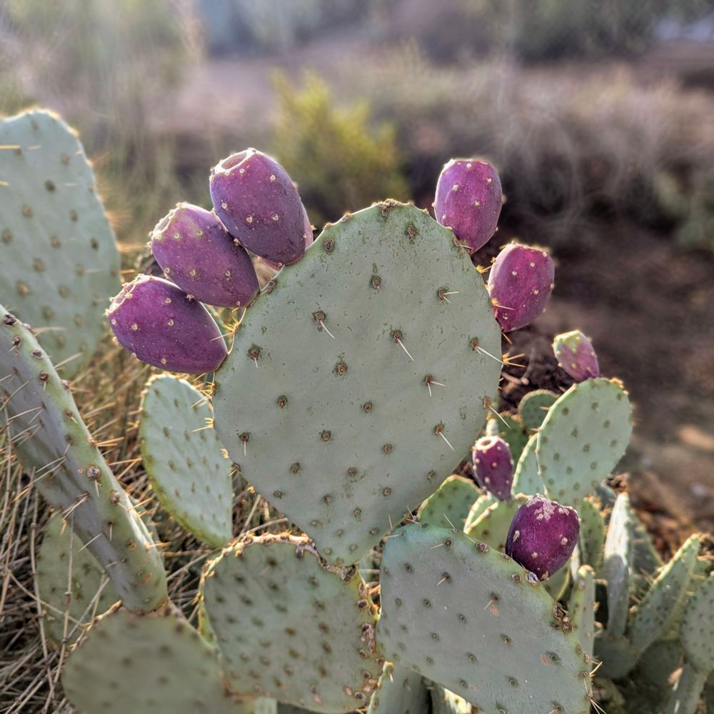 This is a photograph of a prickly pear cactus there are three ripe fruit on one side and two on the other.