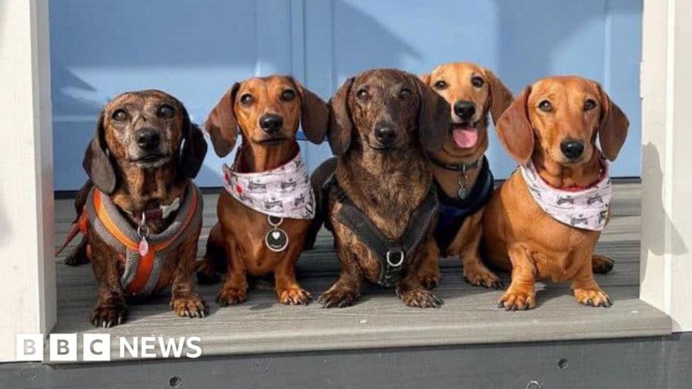 Southwold: Seaside sausage dog walk attracts international fans