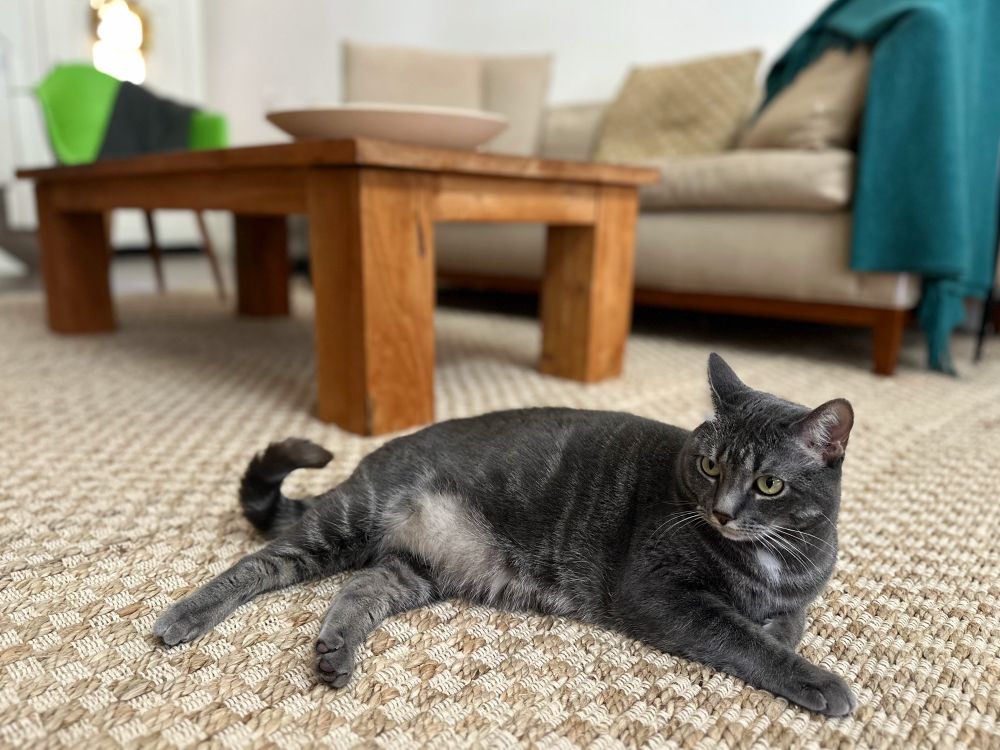 My grey tabby Lila lying on my jute blend rug next to my coffee table and sofa.